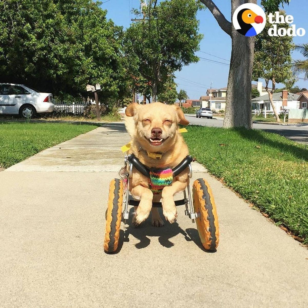 This Is the Secret Behind All Your Favorite Animal Videos