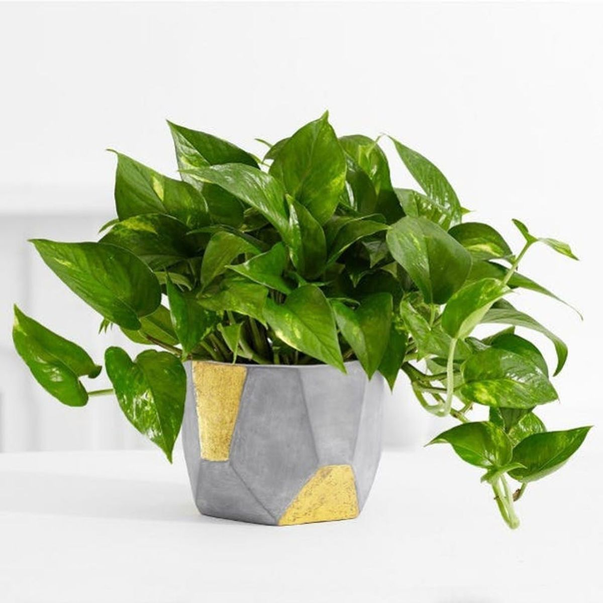 These NASA-Approved Plants Can Make Your Office Feel Happier and Healthier