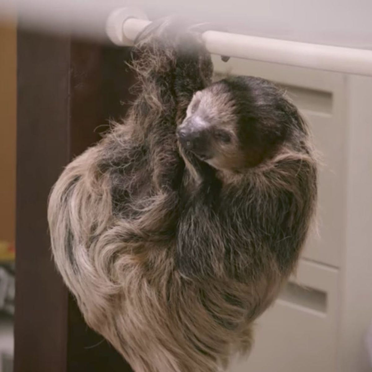 Watch as Sloths Take Over a DMV Just Like in Disney’s “Zootopia”