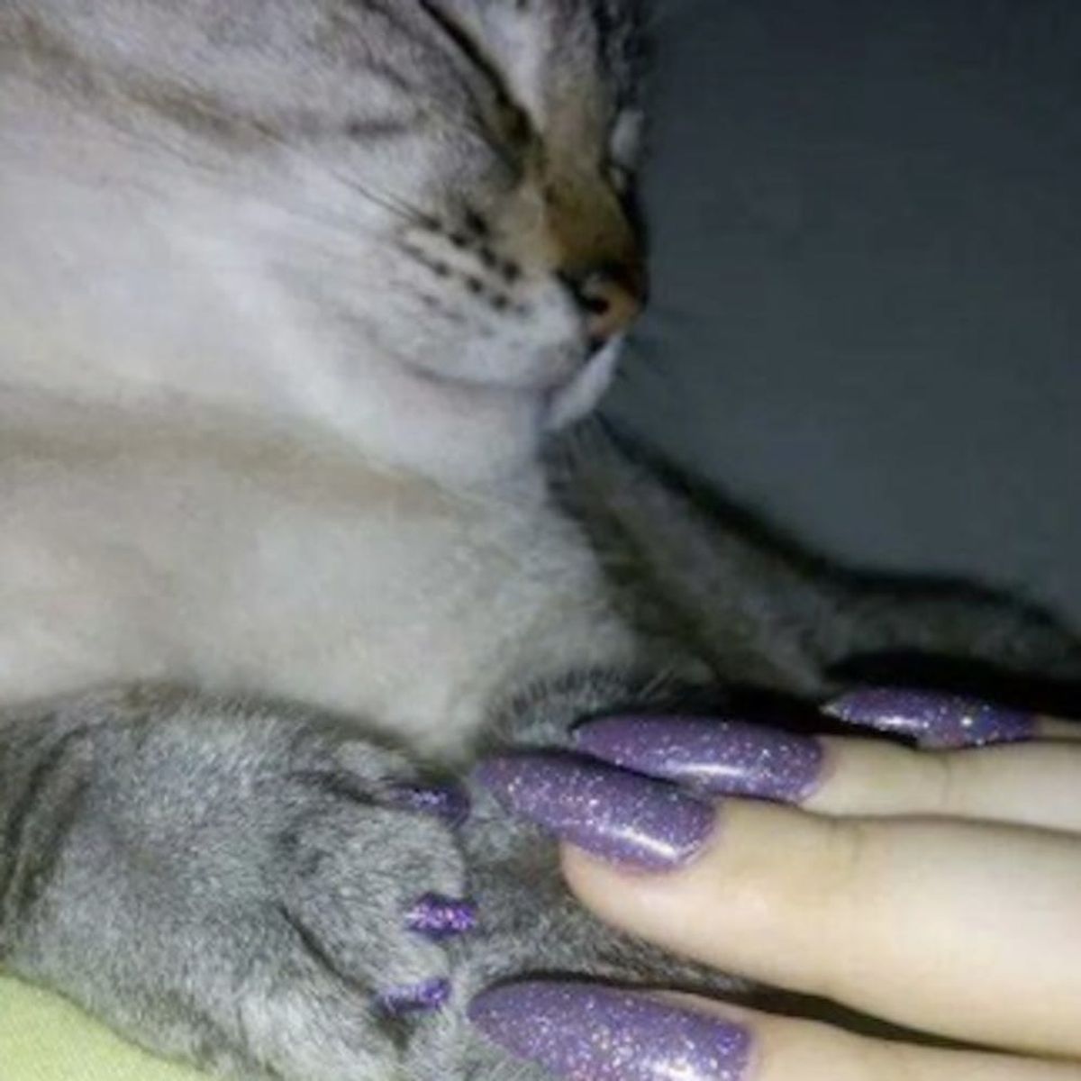 People Are Matching Their Manis to Their Pets’, Because Why Not?