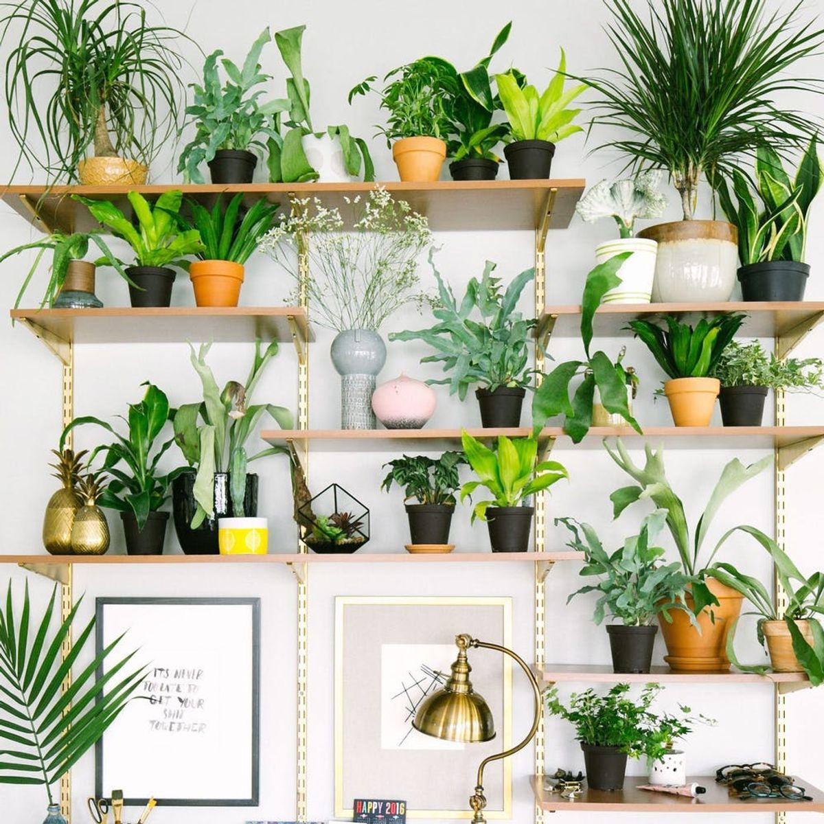 13 Plant #Shelfies That Take Indoor Gardens to New Heights