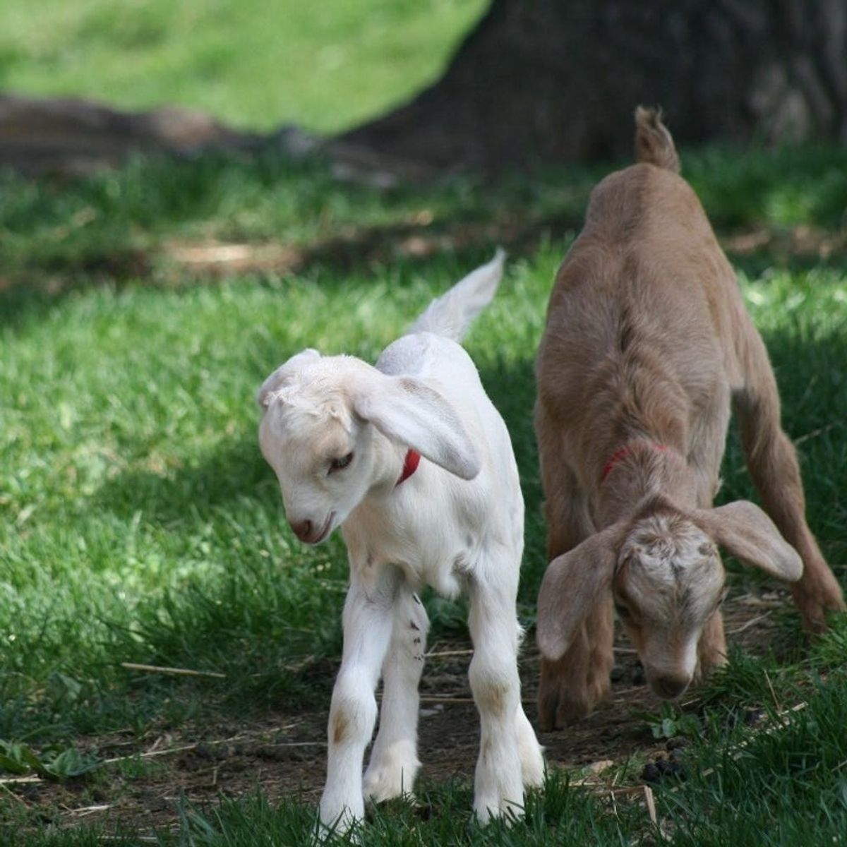 5 Charming Farm Stay Vacations to Reset Your Life