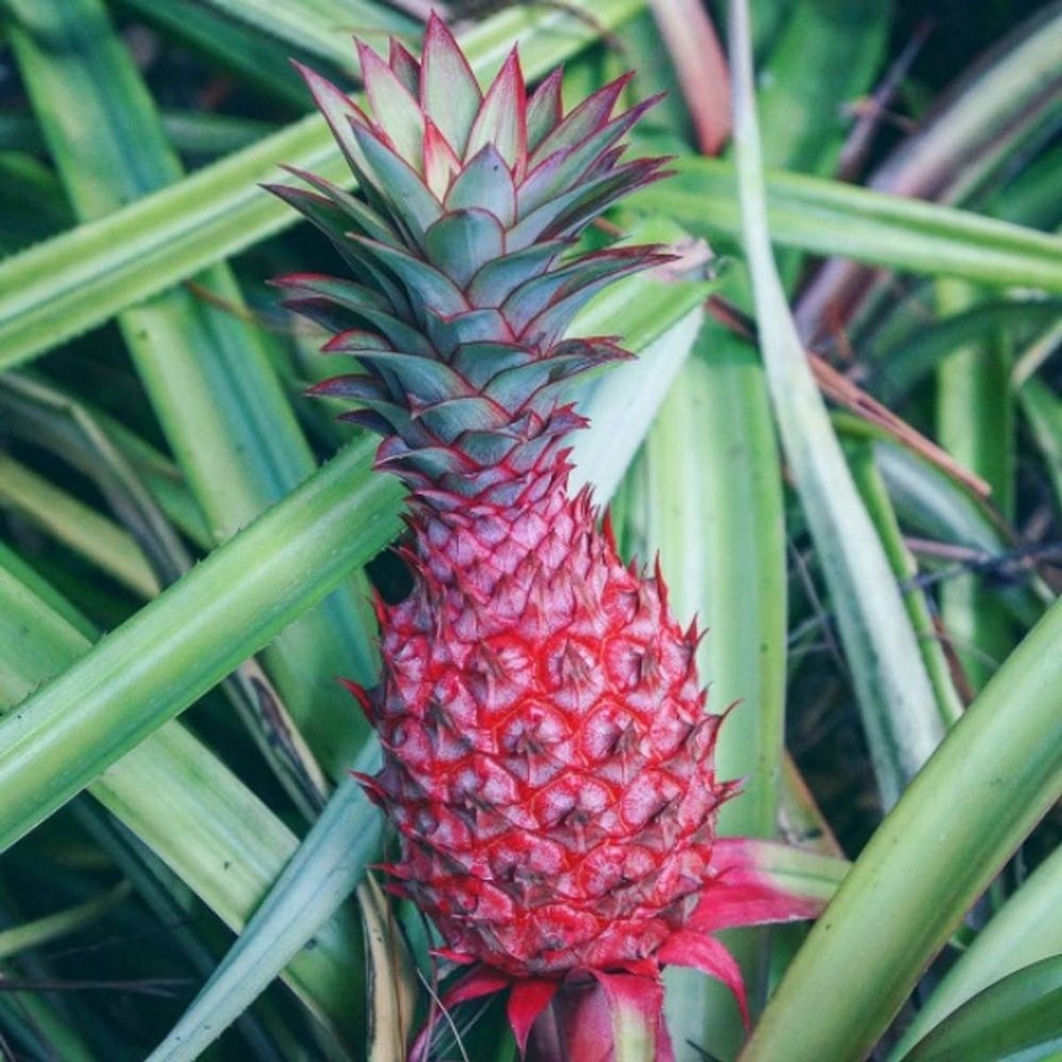 Alert! Millennial Pink Pineapples Are a Thing That Exists Now