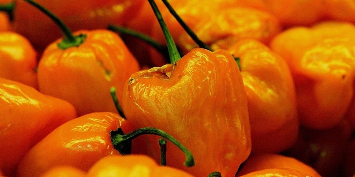 This New Dragon S Breath Pepper Is So Hot It Could Kill You Brit Co This New Dragon S Breath Pepper Is So Hot It Could Kill You Brit Co