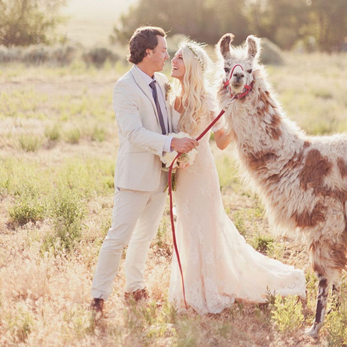 Llamas Are the Furriest New Wedding Trend