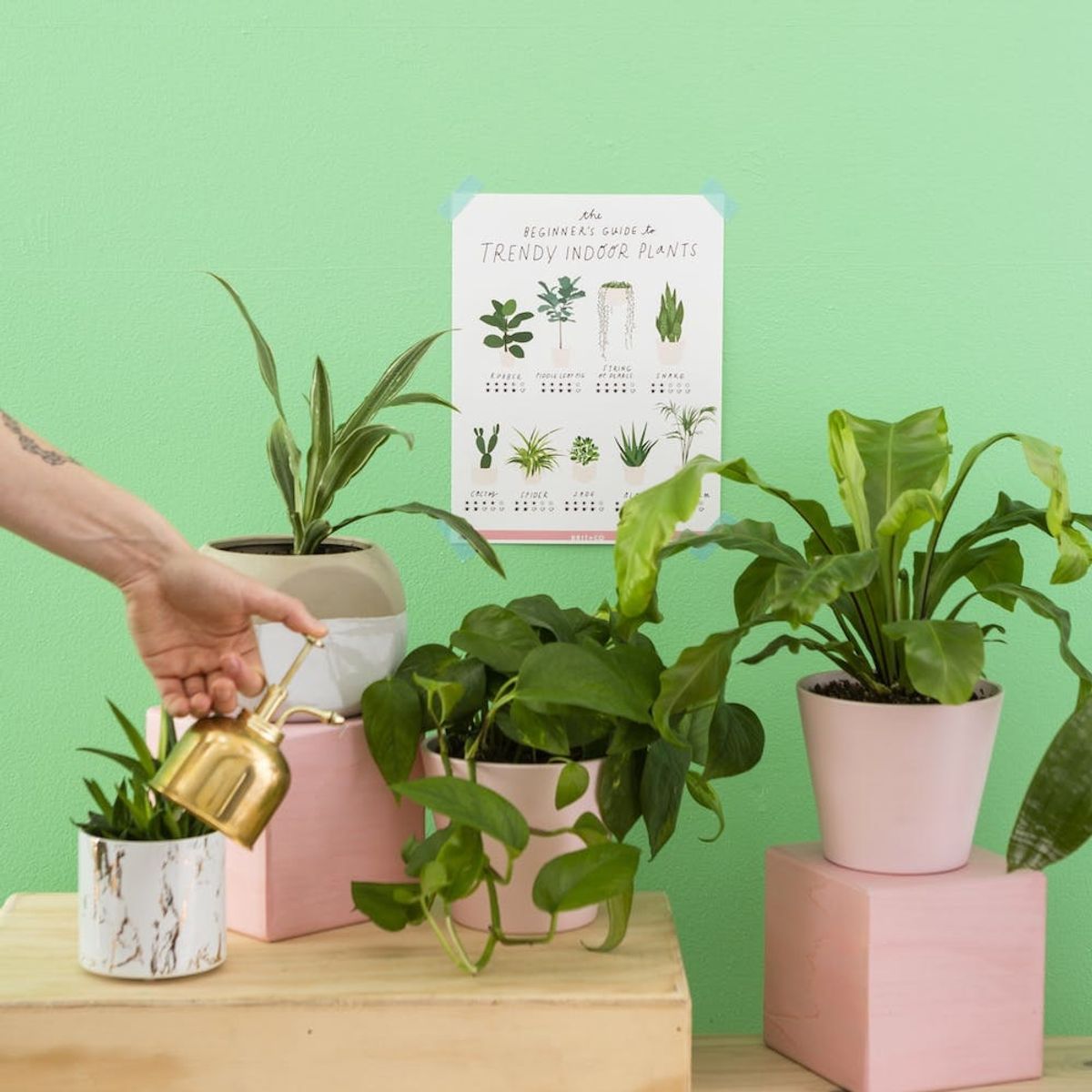 This Indoor Plant Guide Will Help You Reach Jungalow Queen Status in No Time