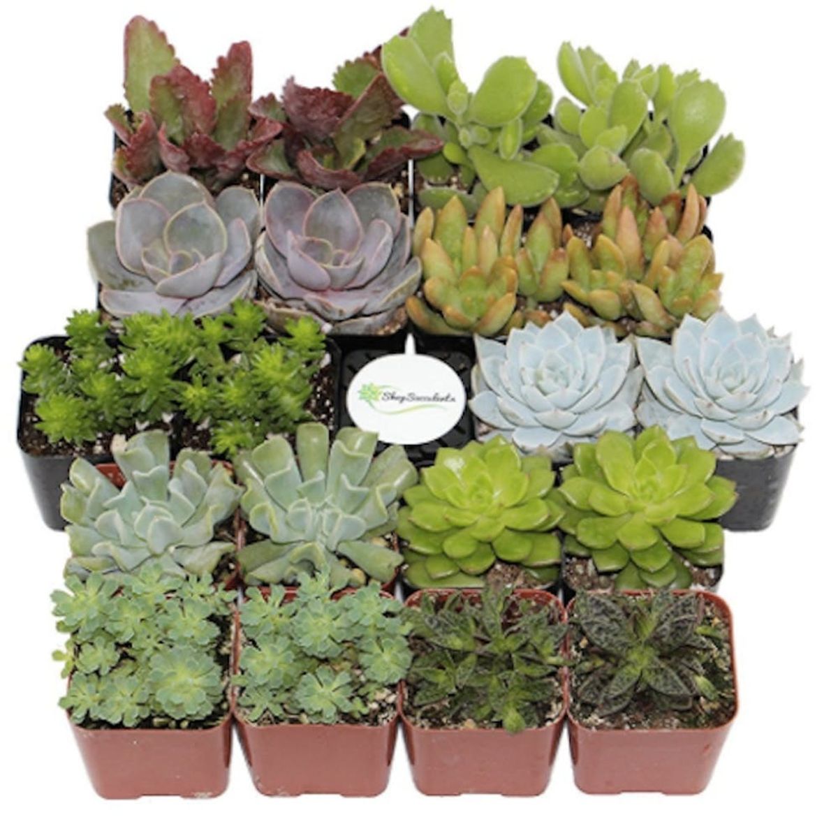 PSA: You Can Get Succulents Delivered to Your Doorstep Thanks to Amazon