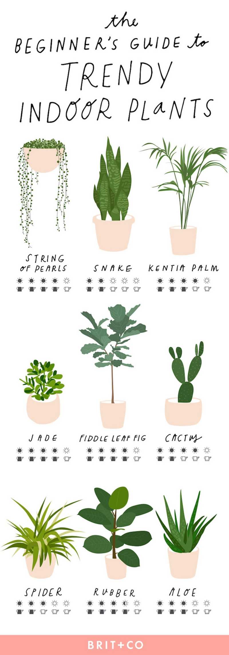 The Beginner's Guide to Trendy Indoor Plants - Brit + Co