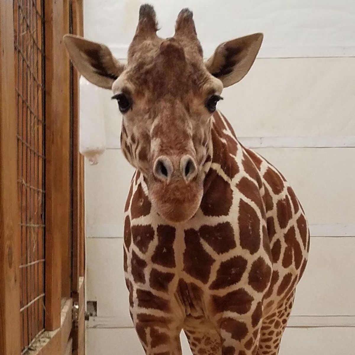 Rejoice! April the Giraffe Has FINALLY Given Birth and You Can Watch the Whole Thing Online