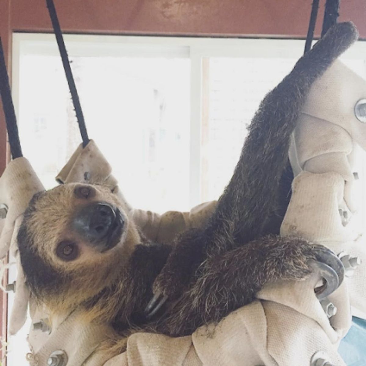 Here’s How You Can Nap With a Sloth (Yes, Really!)