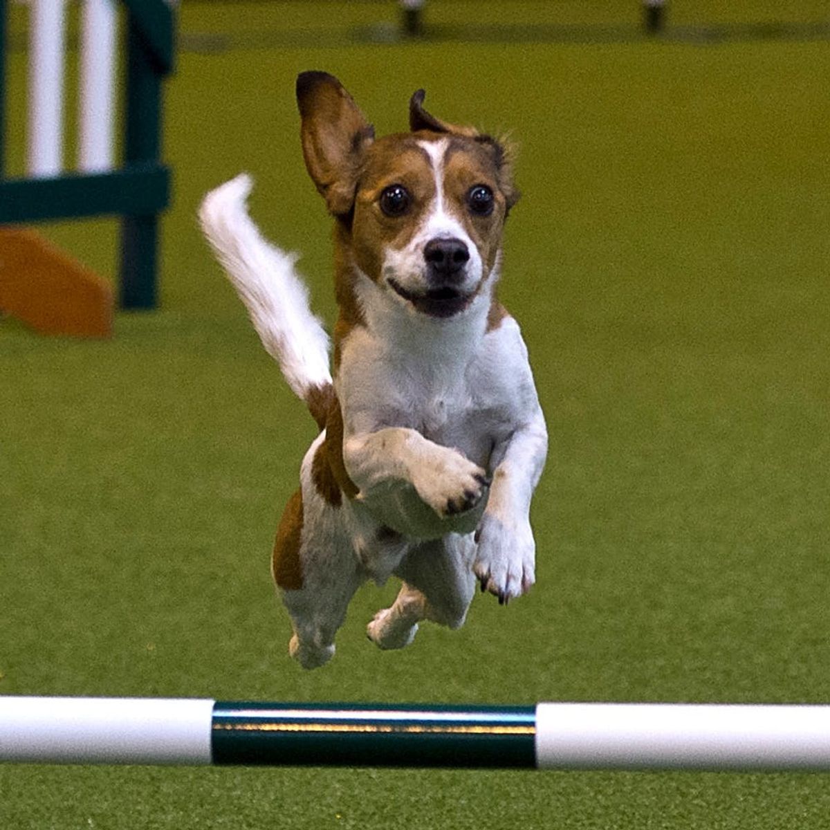 Dog Totally FAILS an Obstacle Course and Tumbles His Way into Our Hearts