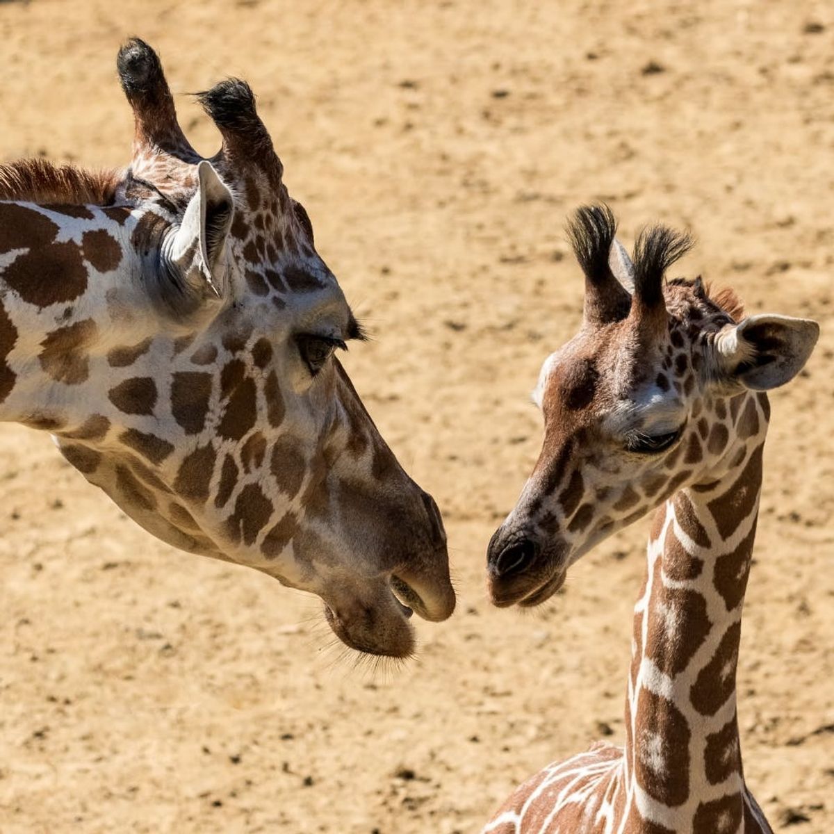 This Giraffe Is About to Have a Baby Via Livestream and the Internet Can’t Handle It
