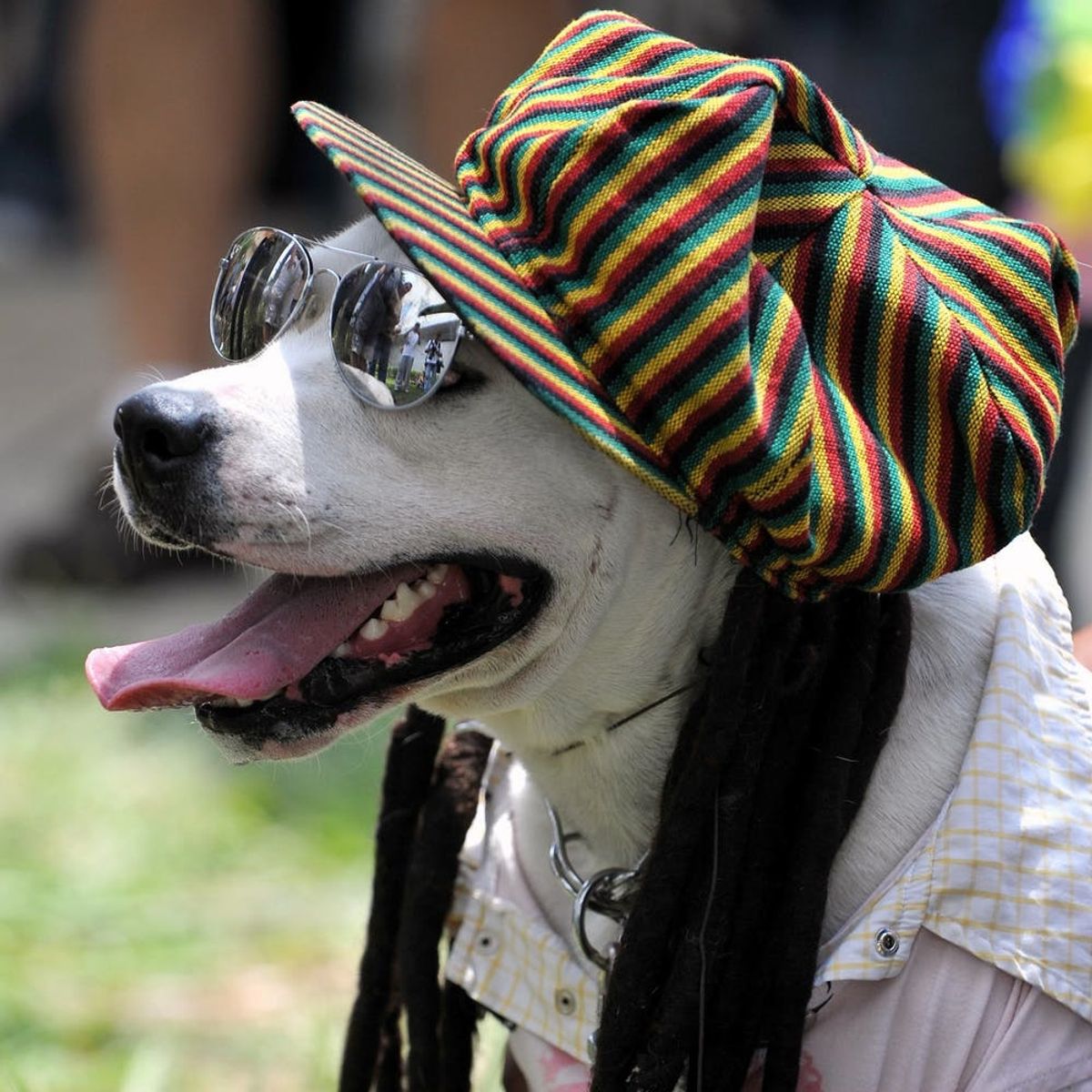 Science Says These Are the Music Genres Your Dog Digs Most