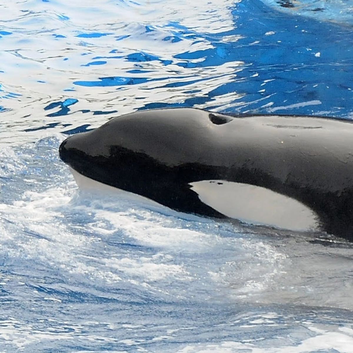 Sad News! The Blackfish SeaWorld Orca Has Died