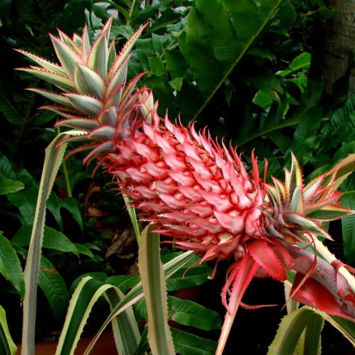 Why You Should Consider Eating GMO Pink “Rose” Pineapples