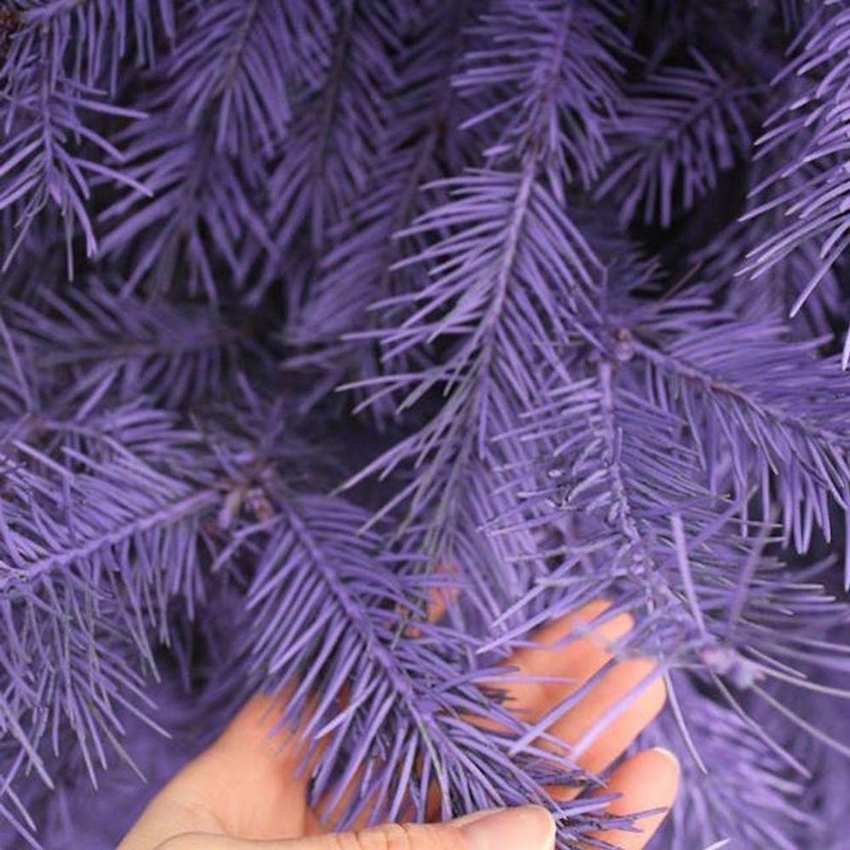 OMG: You Can Get REAL Purple + Pink Christmas Trees at This Tree Farm