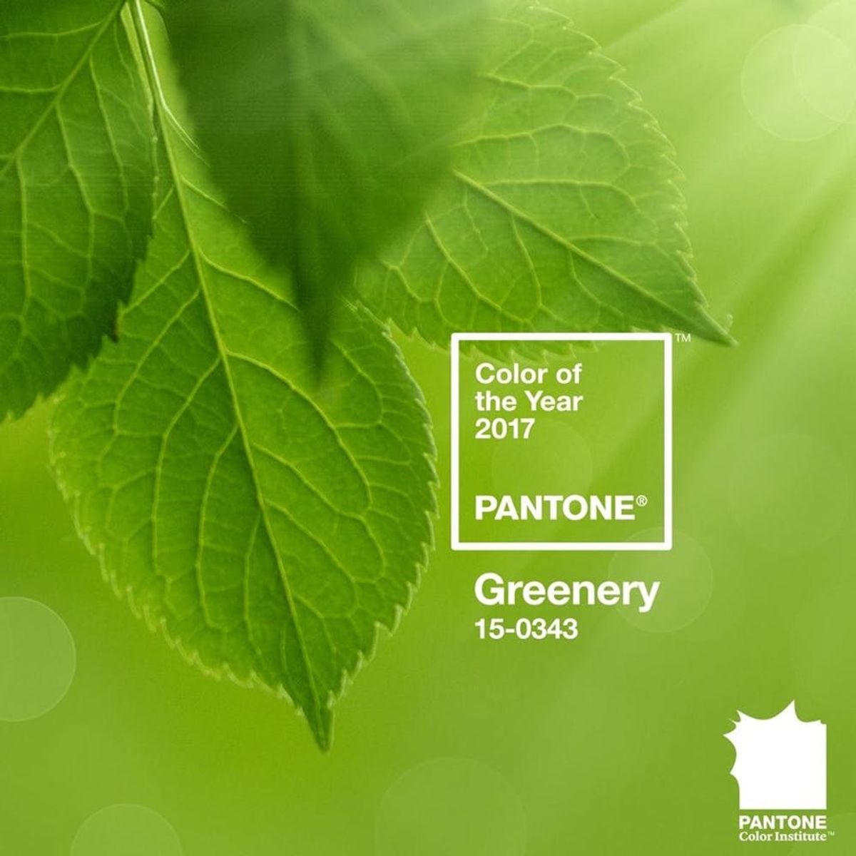 Pantone’s 2017 Color of the Year Will Fill Your Life With Greenery