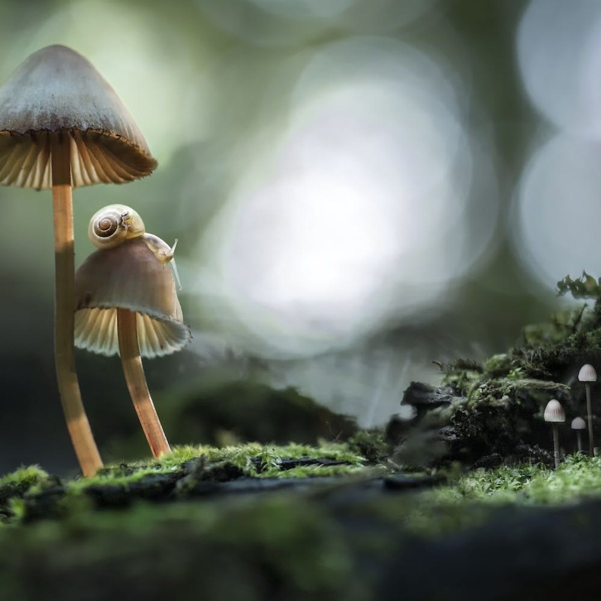 Magic Mushrooms Might Soon Be Prescribed As Antidepressants