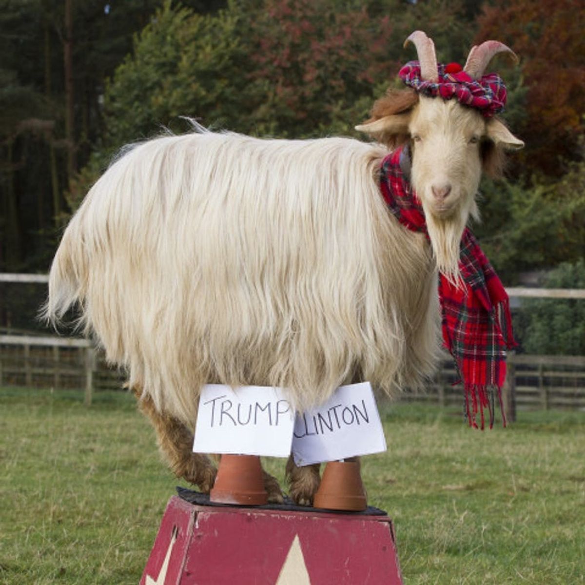 This “Psychic” Goat Has Predicted Who Will Win the Election