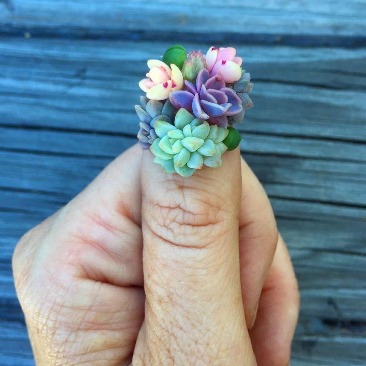 Yes, You’re Reading This Right — Succulent Manis Are Now a Thing