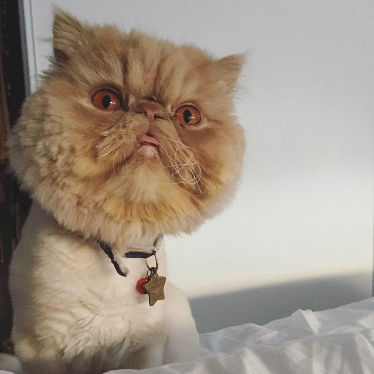 10 Catstagram Accounts That Will Make Your #NationalCatDay