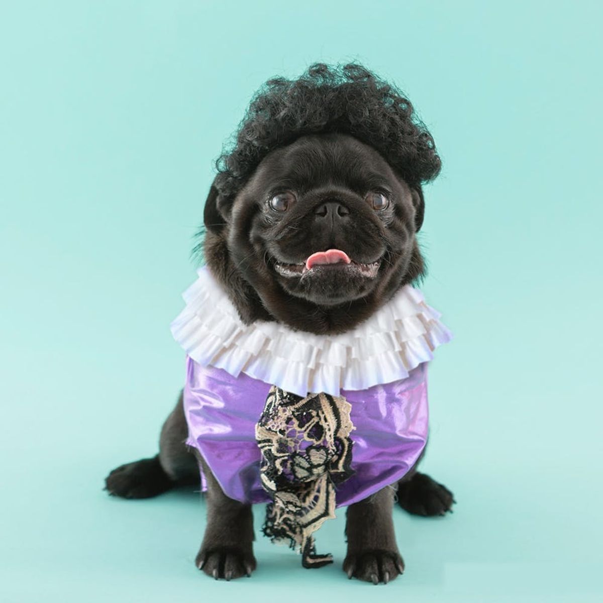 Show Off Your Pup’s Costume on Snapchat Discover With Our Dogs of Instagram Contest