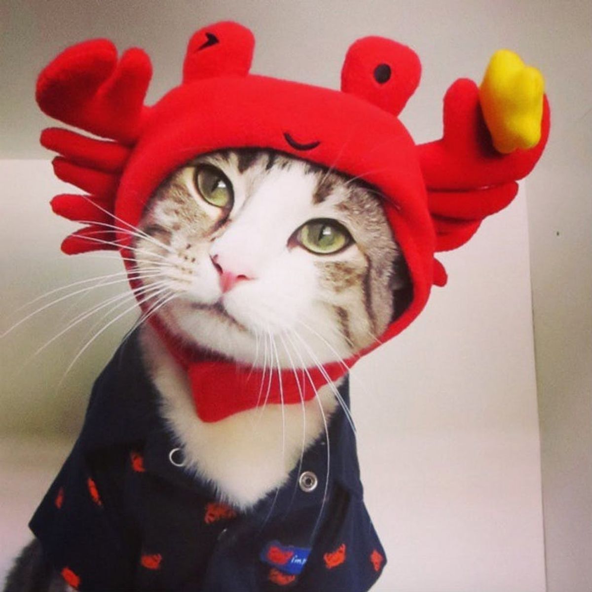 50 Cat Halloween Costumes That Are Purr-fect
