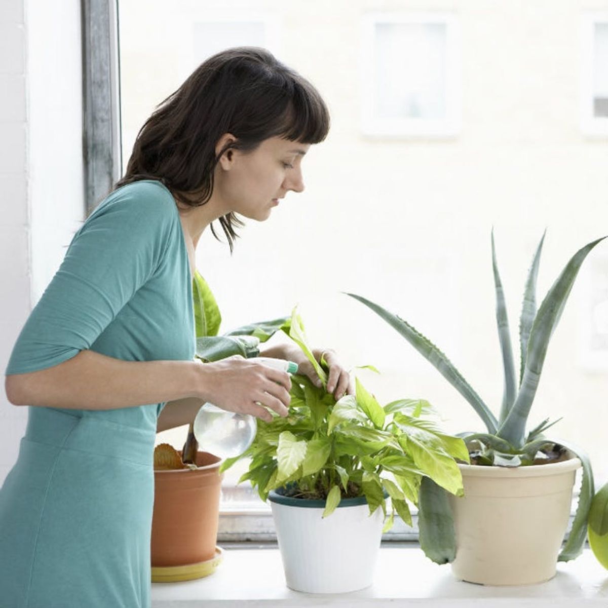 11 House Plants So Good for You They’re Approved by NASA