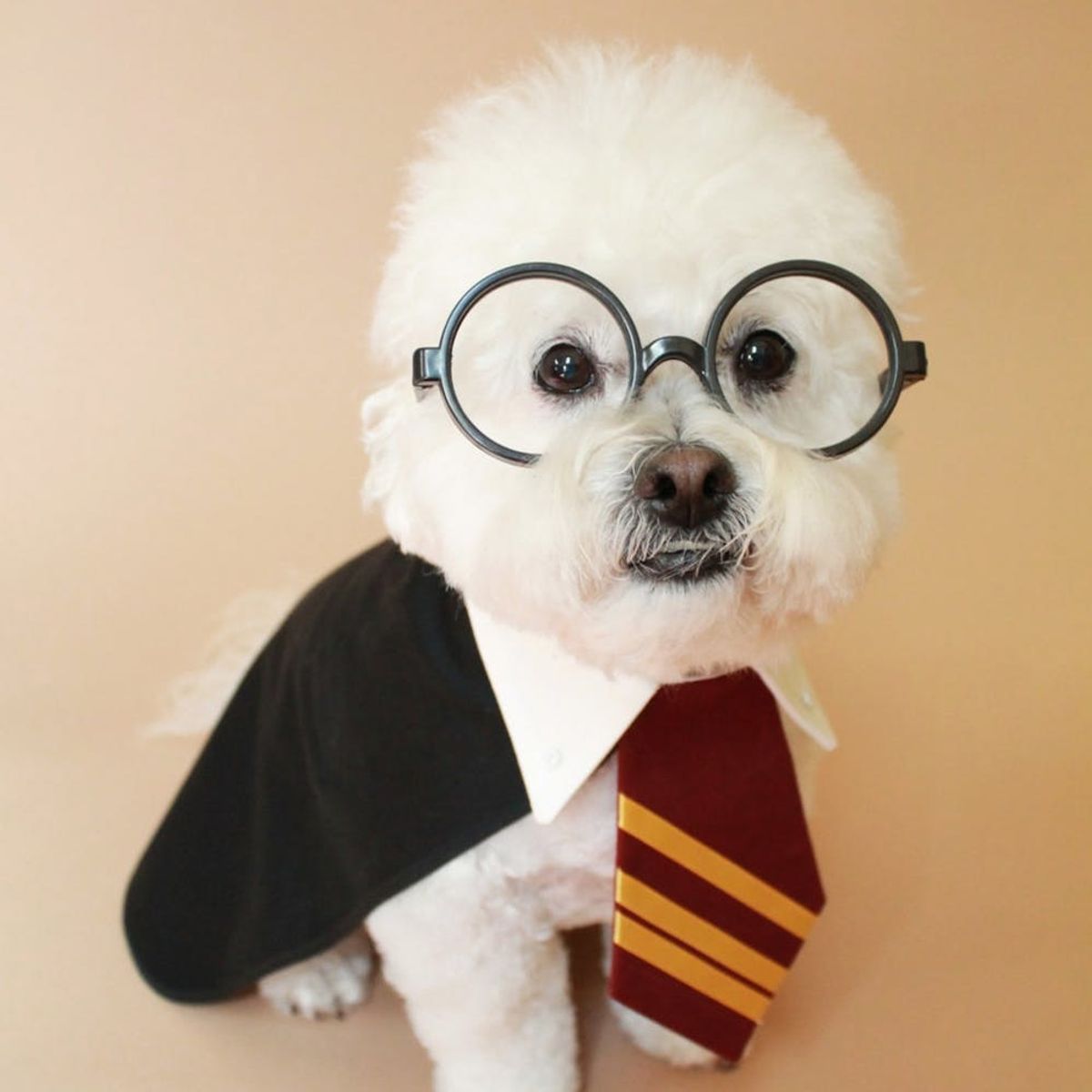17 Harry Potter Names Perfect for Your Magical Pet