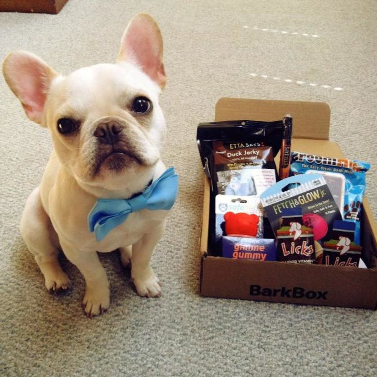 24 Gifts to Get Your Dog for National Dog Day