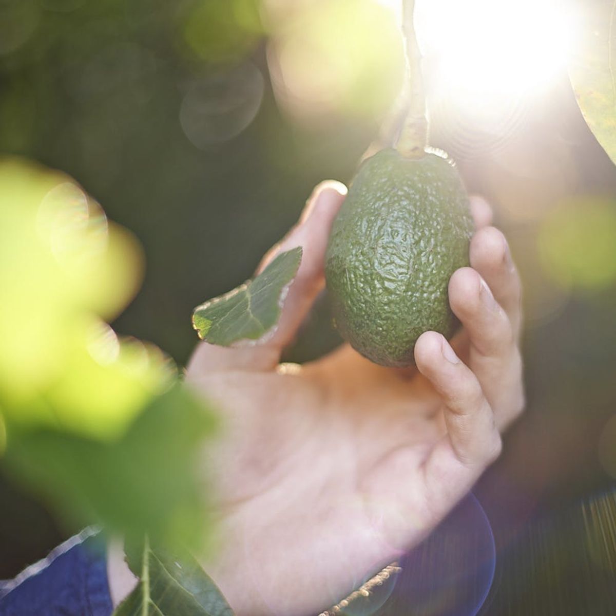 Here’s Why You Should Think Twice Before Reaching for That Avocado