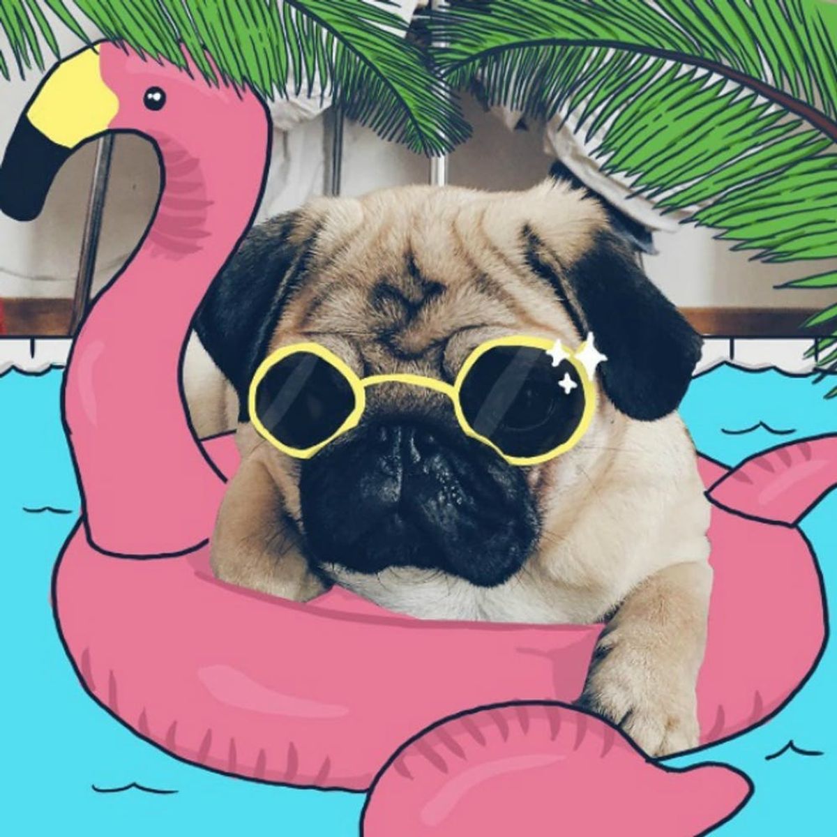 This Artist’s Pug Doodles Will Make Your Day Better