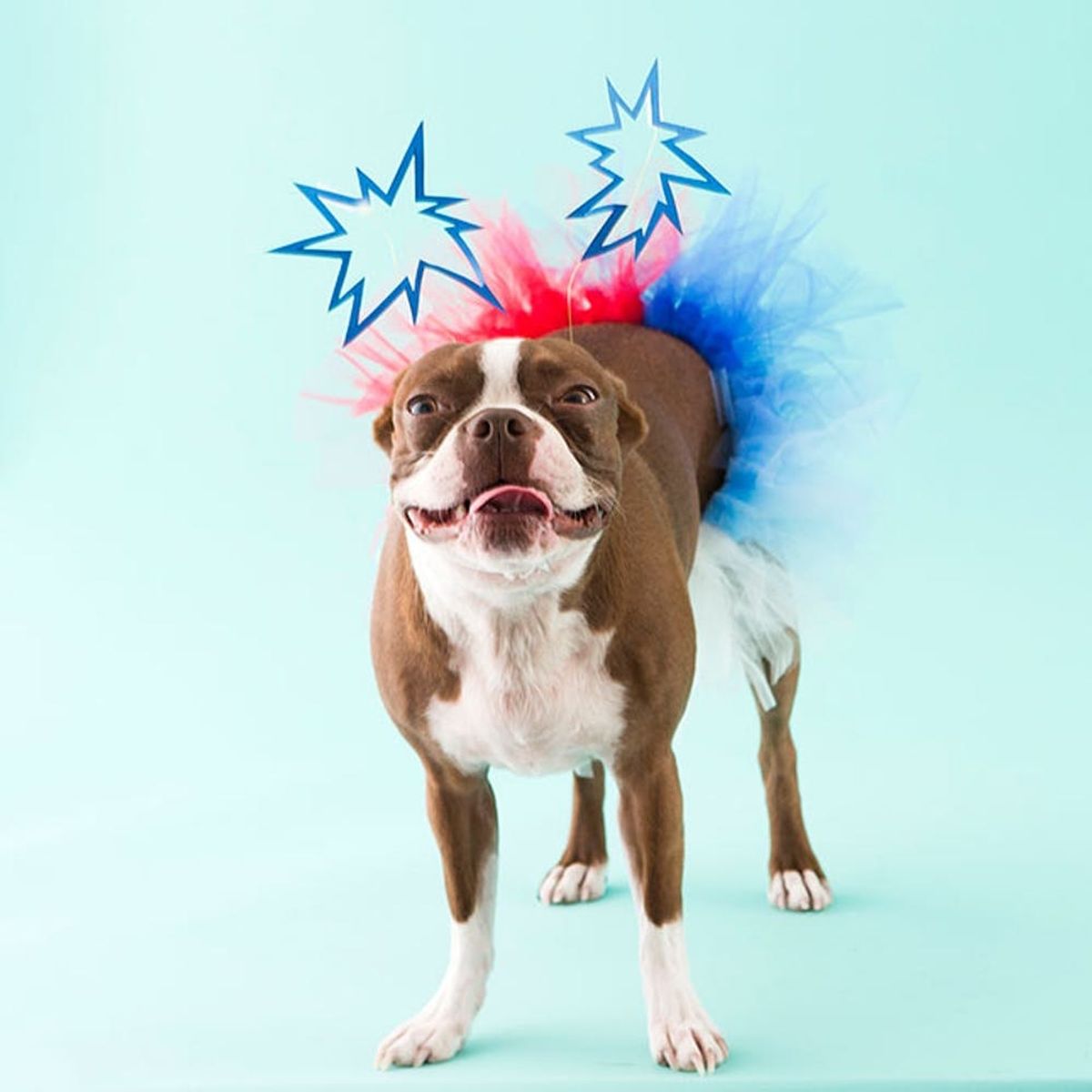 Get Your Pup in the 4th of July Spirit With a Firework Costume