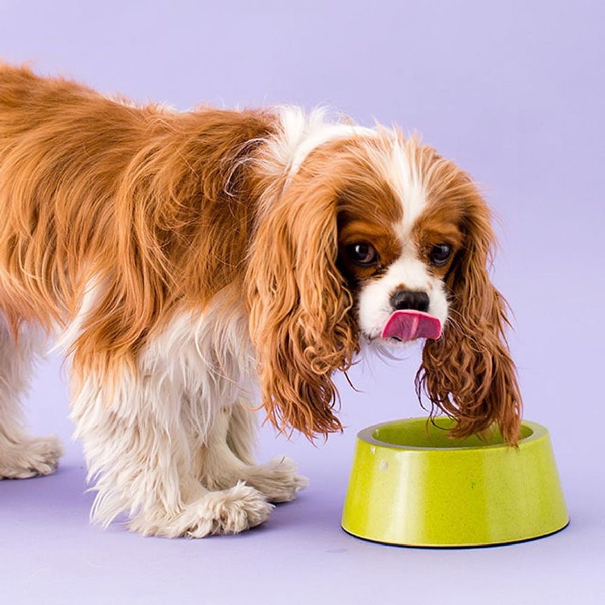 The 5 Things All Puppy Parents Should Keep on Hand at All Times