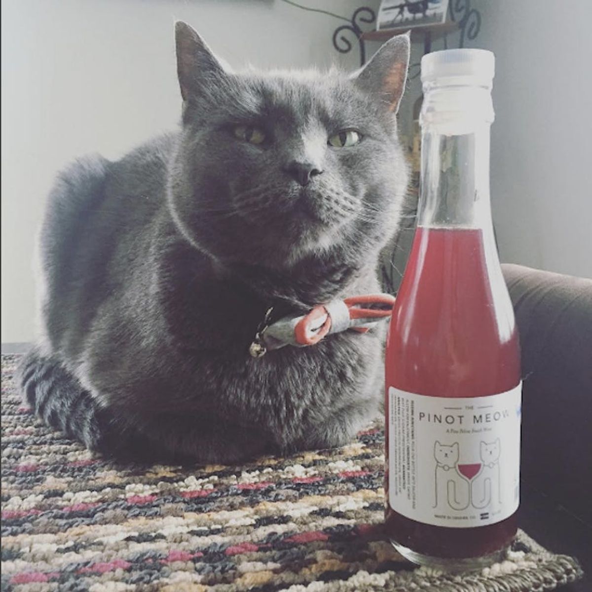 Cat Wine Is Now a Real Thing and Here’s Why You’ll Want It
