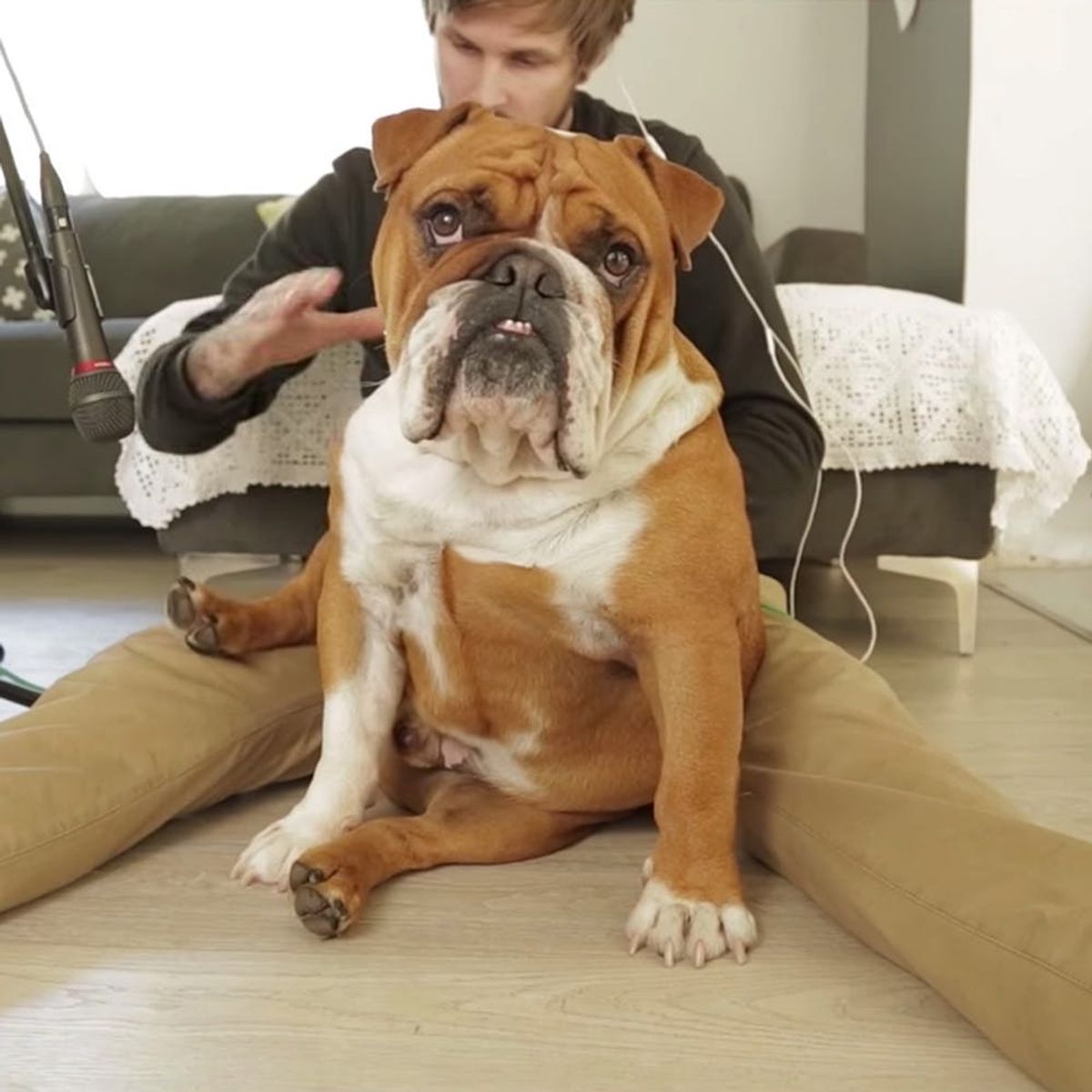 This Musician Used His Bulldog to Create the Funniest Song Ever