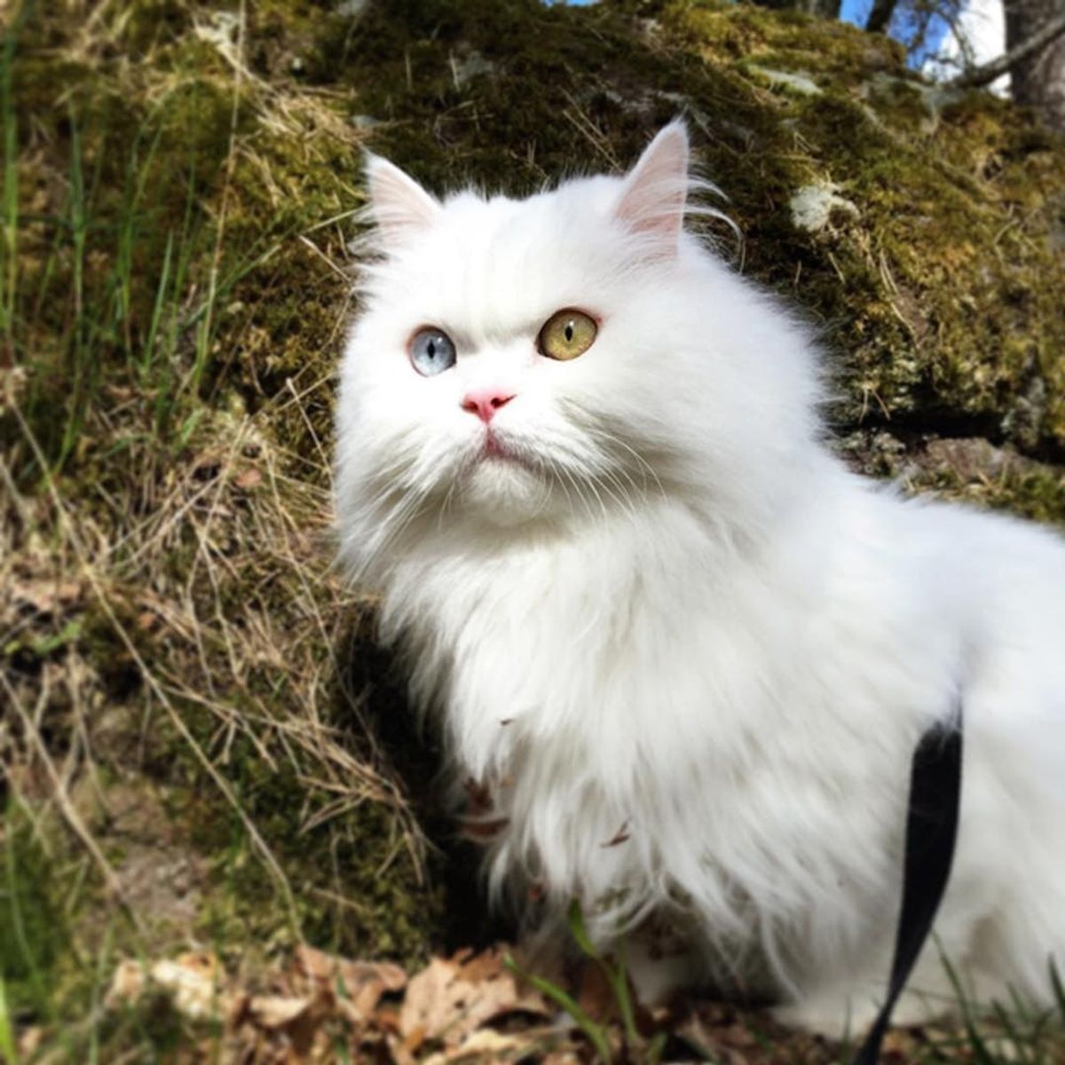 These Adventure Cats Slay the Great Outdoors