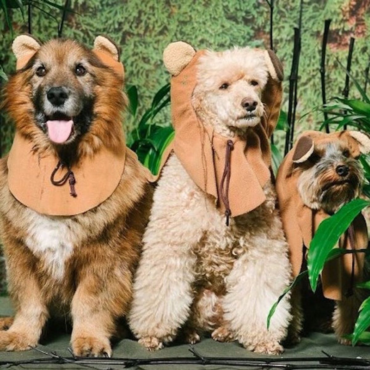 May the 4th Be With You… and These Adorable Dogs in Star Wars Costumes