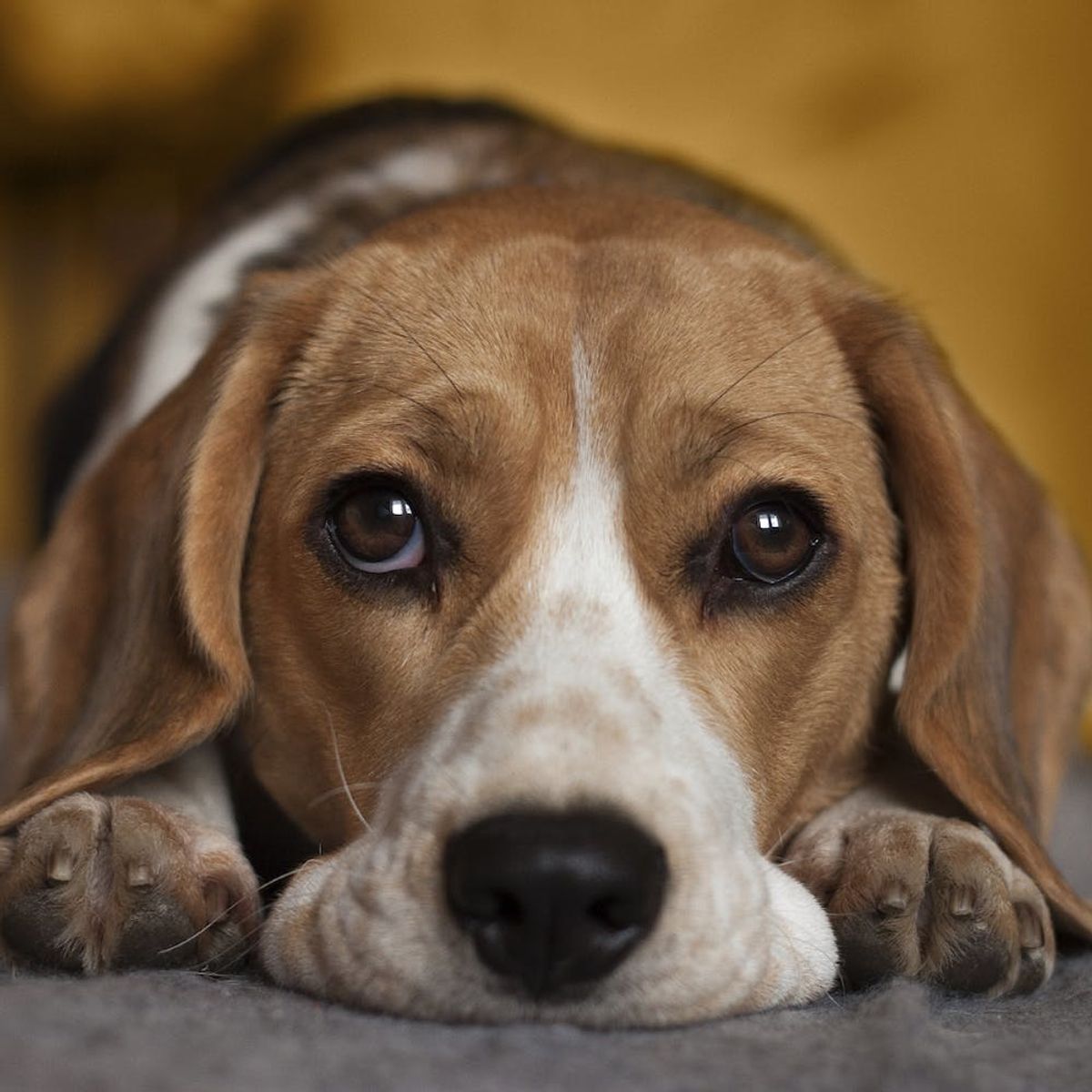 Your Dog Wants You to STOP Doing This One Thing Immediately