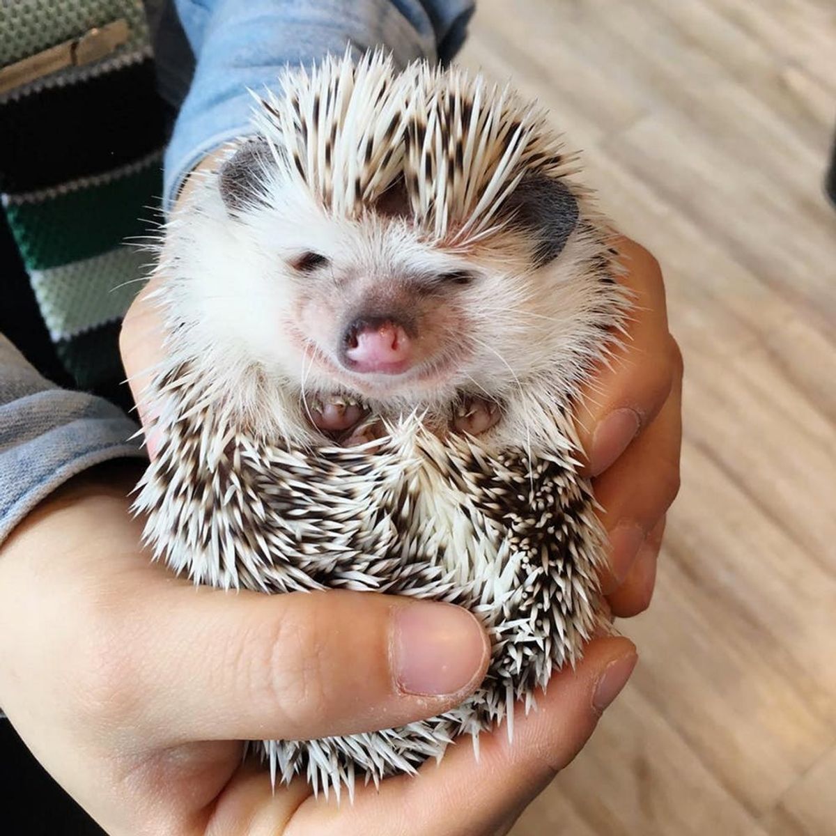 Step Aside Cat Cafes: Hedgehog Cafes Are the New Thing