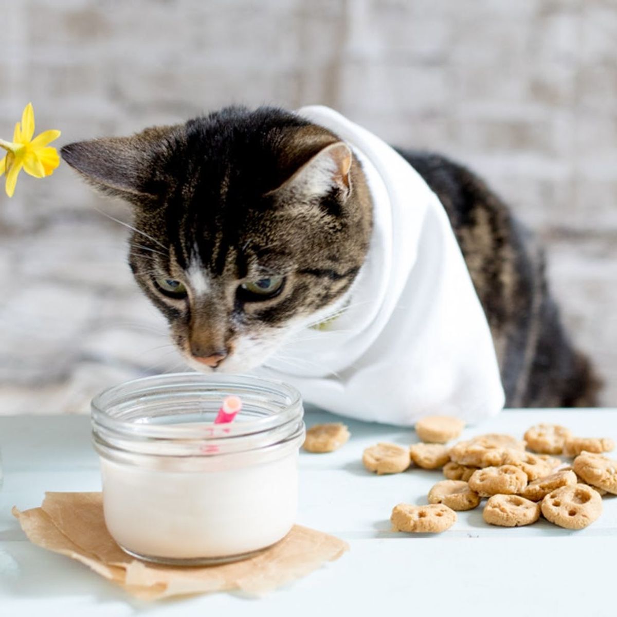 Your Cat Will Love These Paw Print Treats