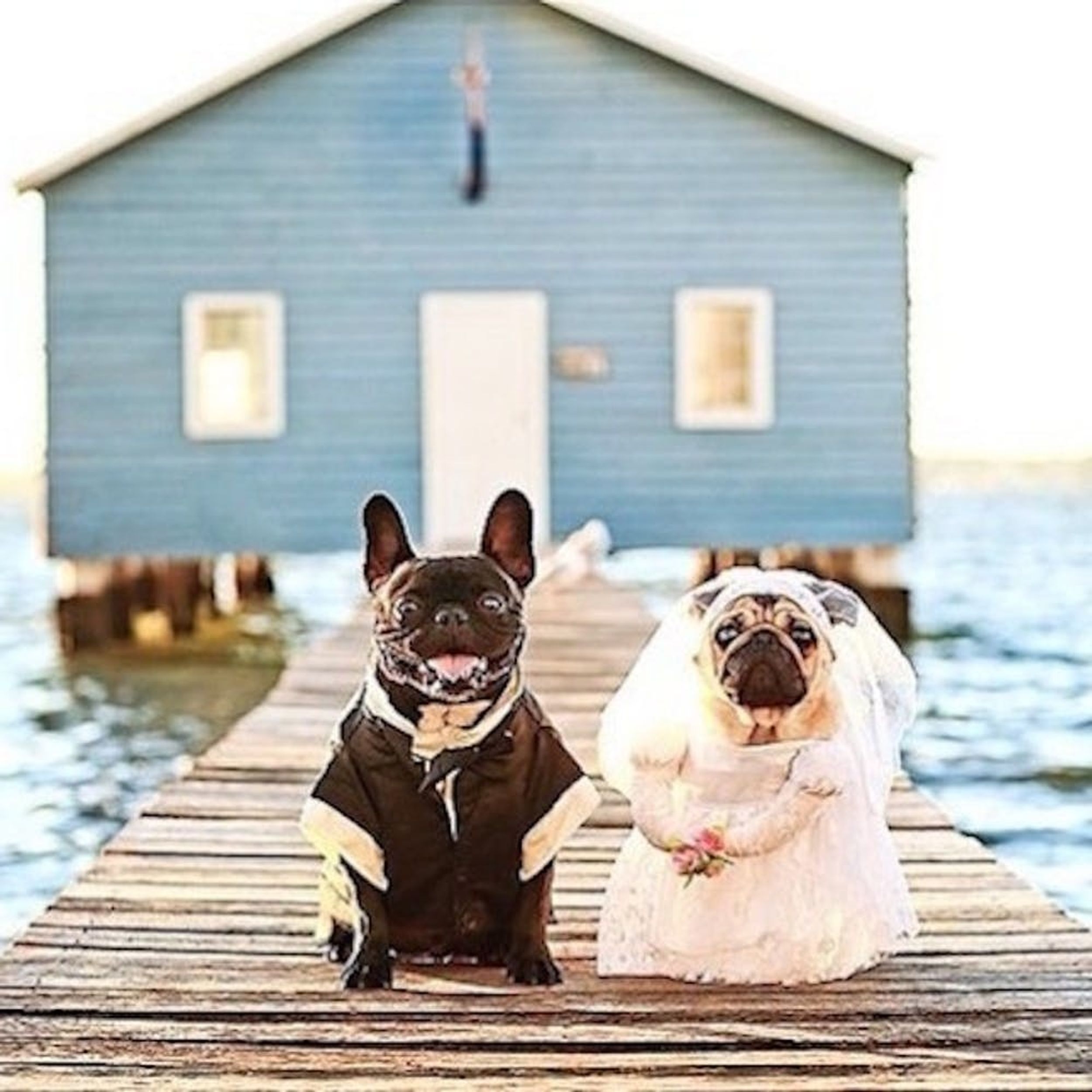 19 Essentials for the Most Adorable Pet Wedding EVER