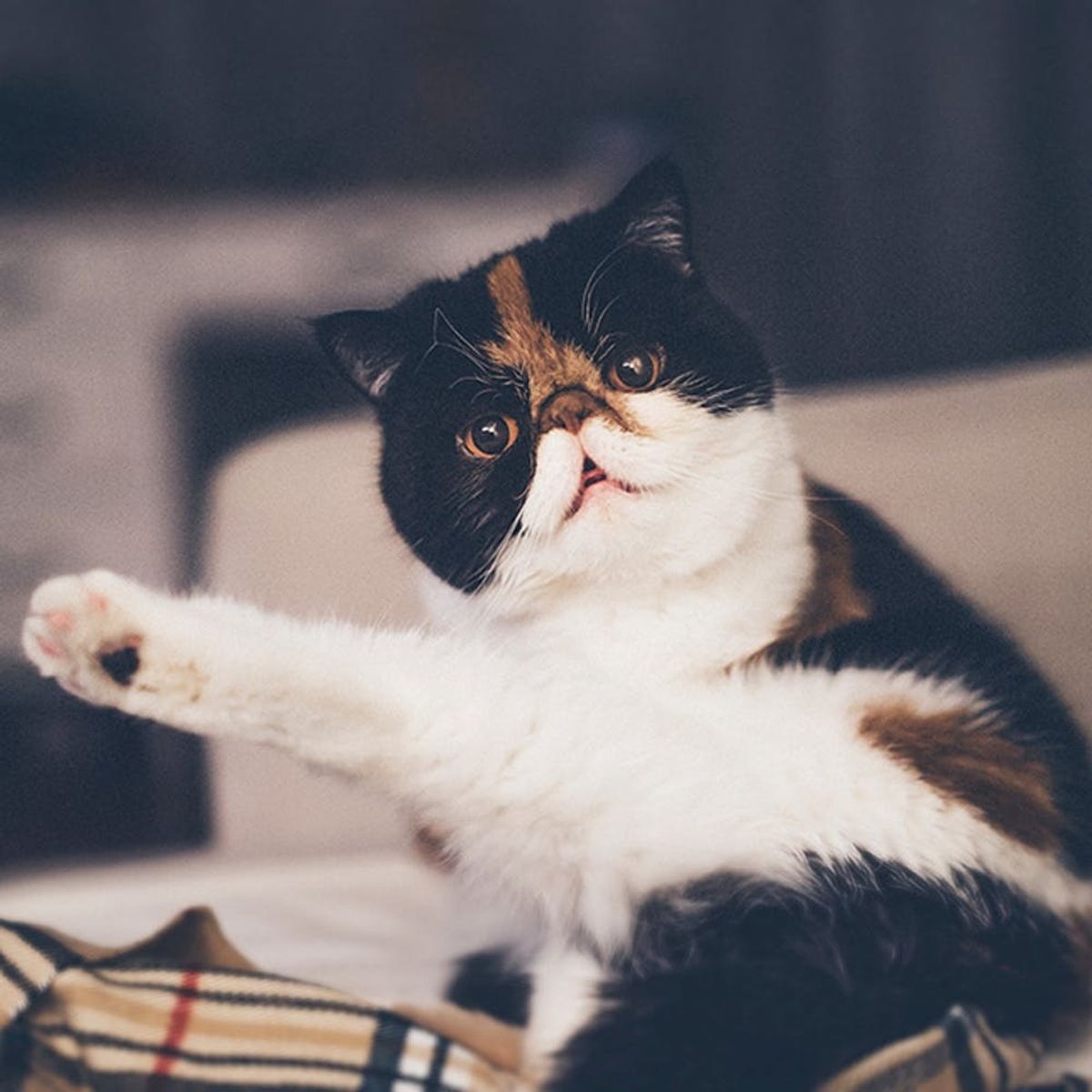 5 Things All Cat Ladies Can Relate To