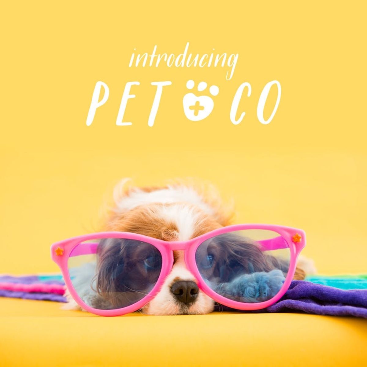 Announcing Our New Site: Pet + Co