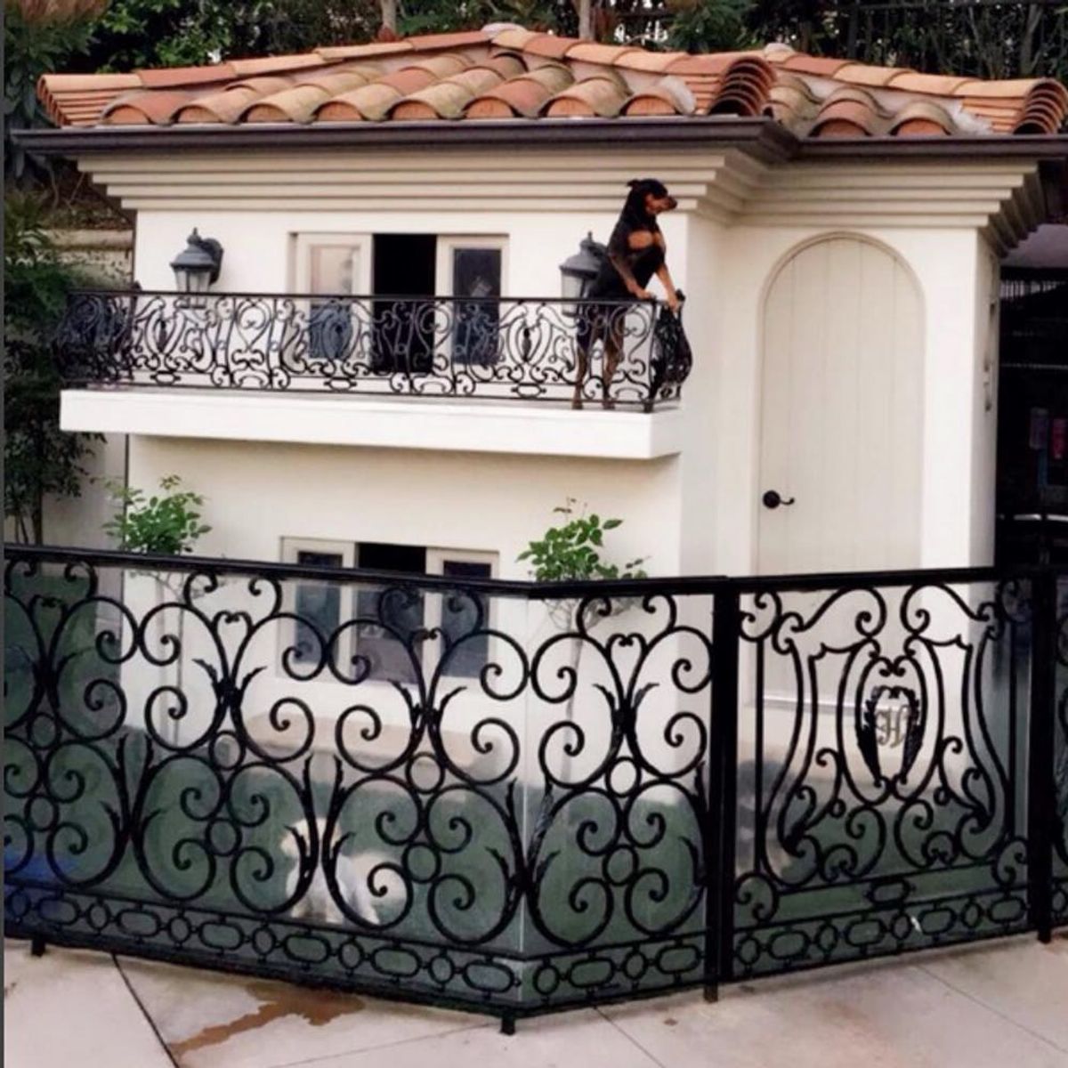 This Reality TV Star Built Her Puppies Their Own Mansion
