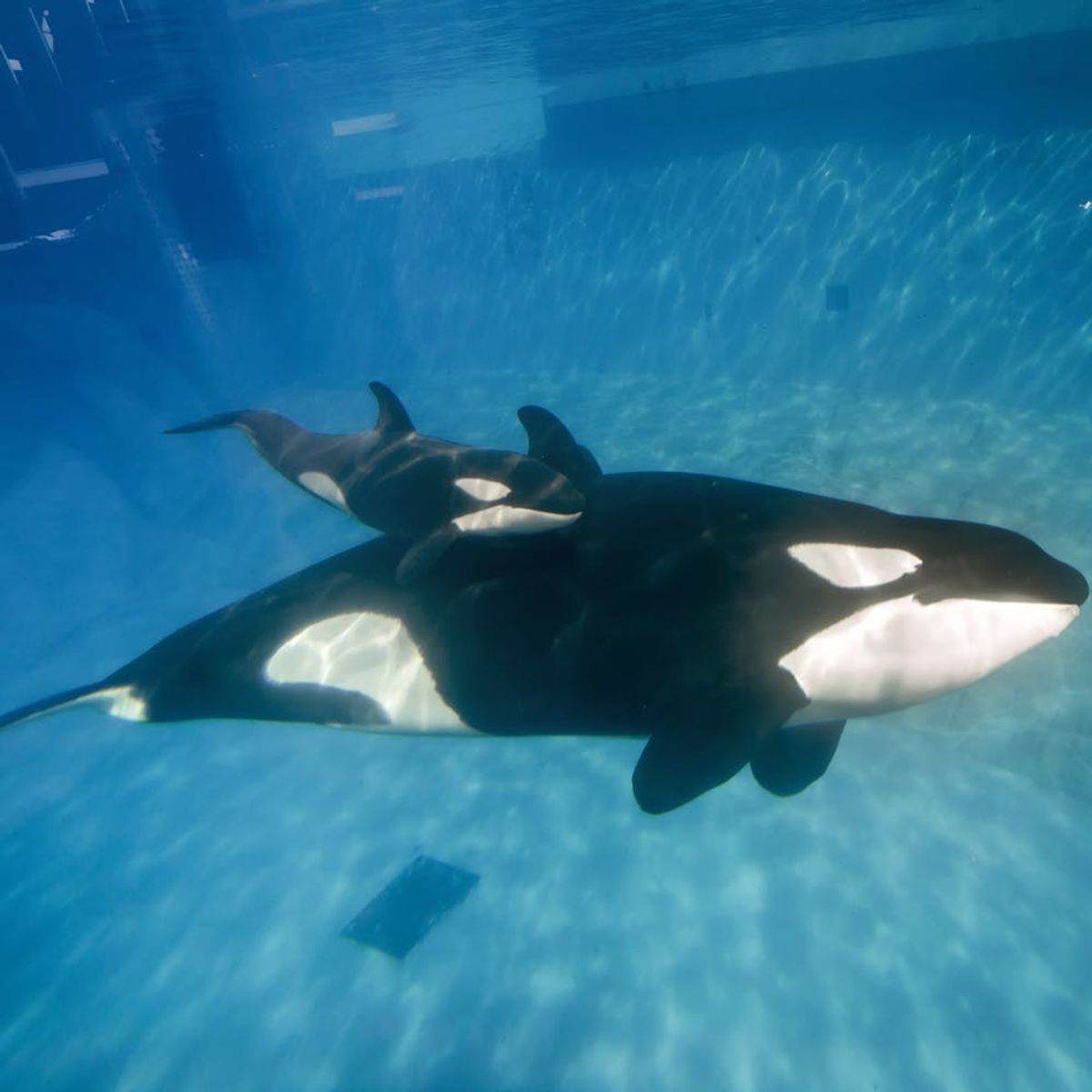 You’ll Love the Reason Why SeaWorld Is Ending Its Killer Whale Shows