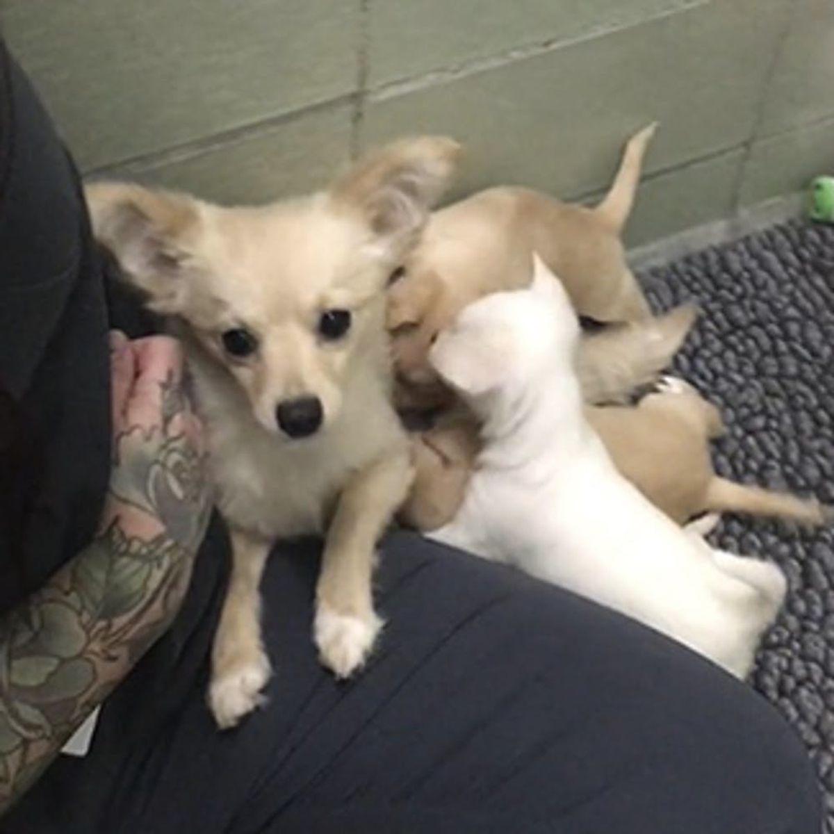 This Amazing Vid of a Shelter Dog Reuniting With Her Pups Will Make You Emotional AF