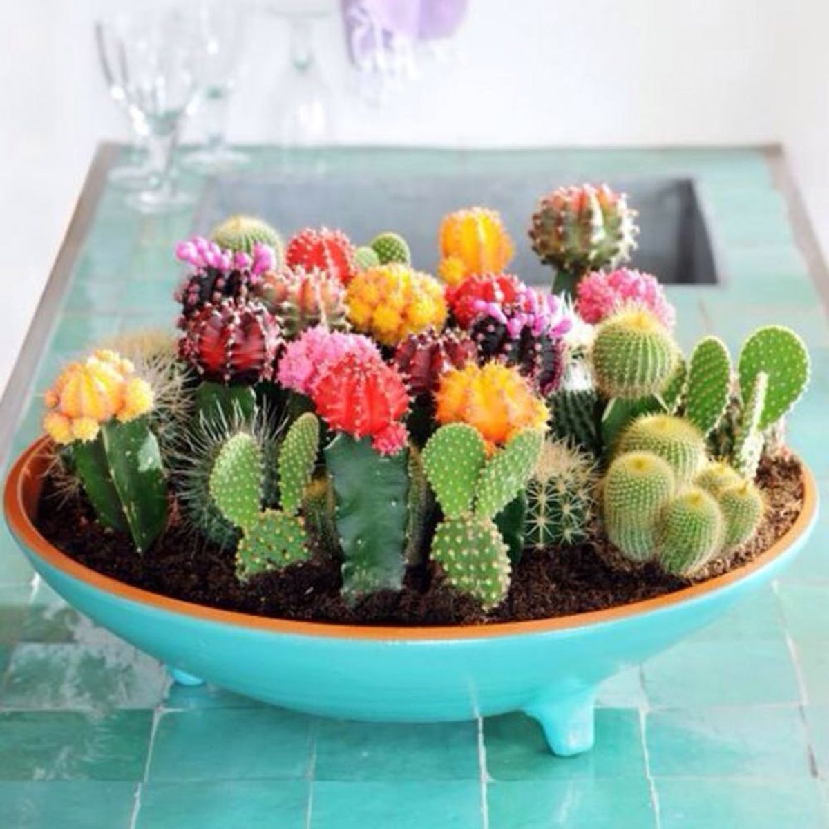 11 Crazy Cool House Plants Trending in 2016