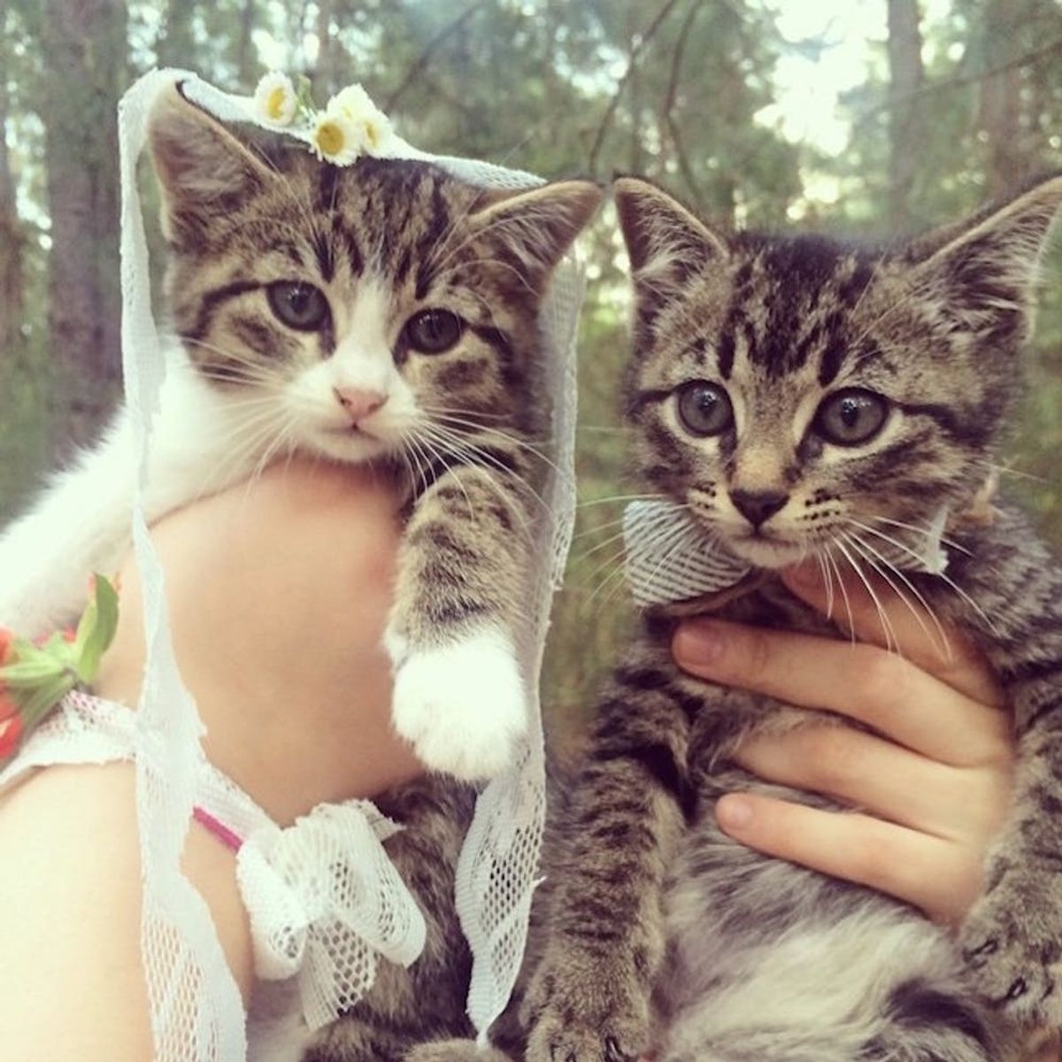 14 Pet Weddings That Give Us All the Feels