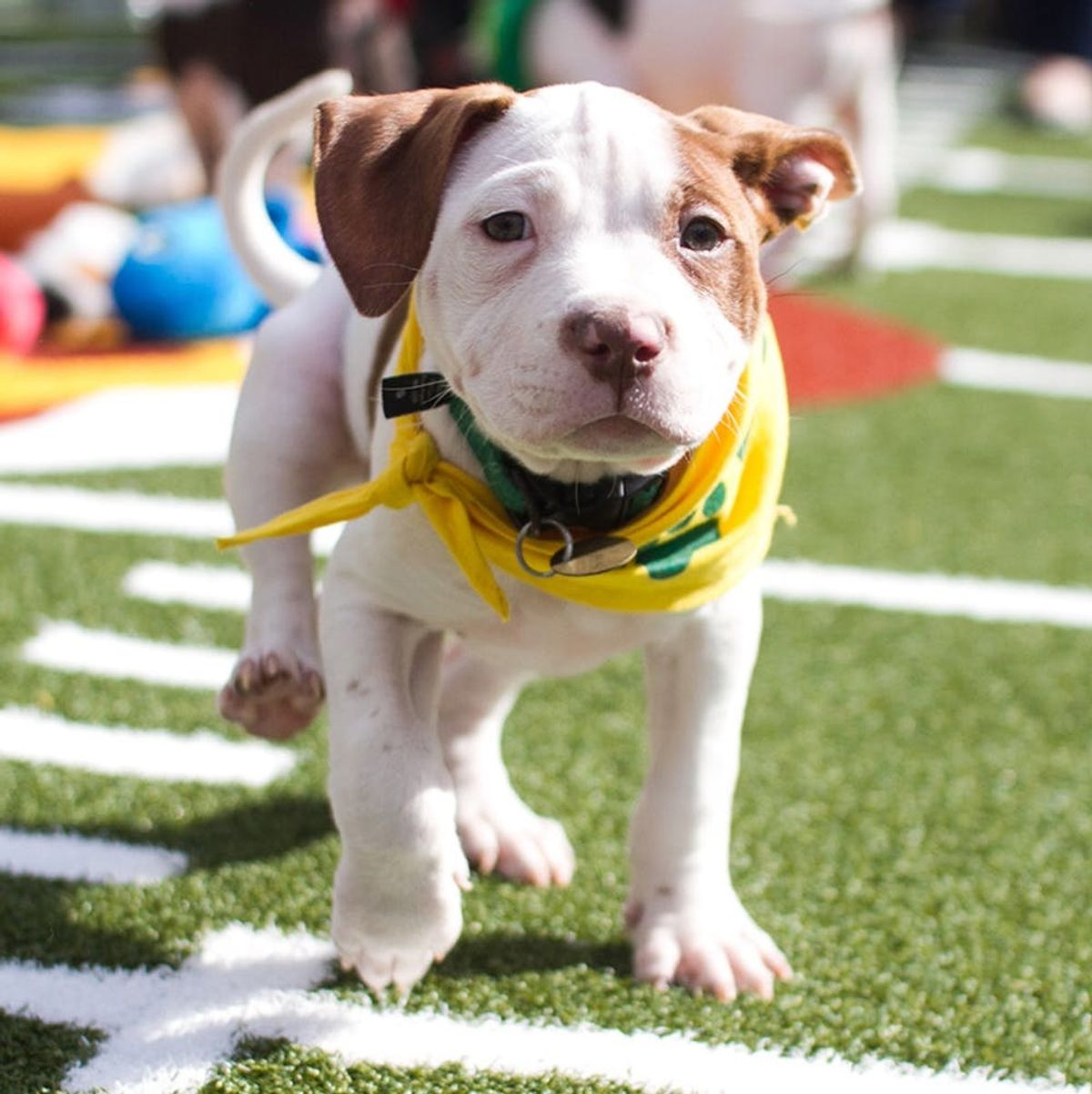 We Met the MVPups of This Year’s Puppy Bowl (And Almost ODed on Cuteness)